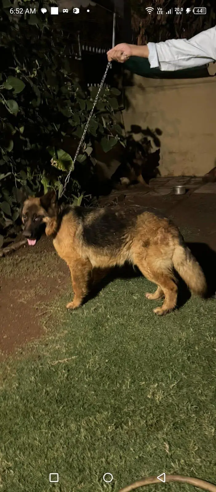 German shepherd long coat Female — photo 5