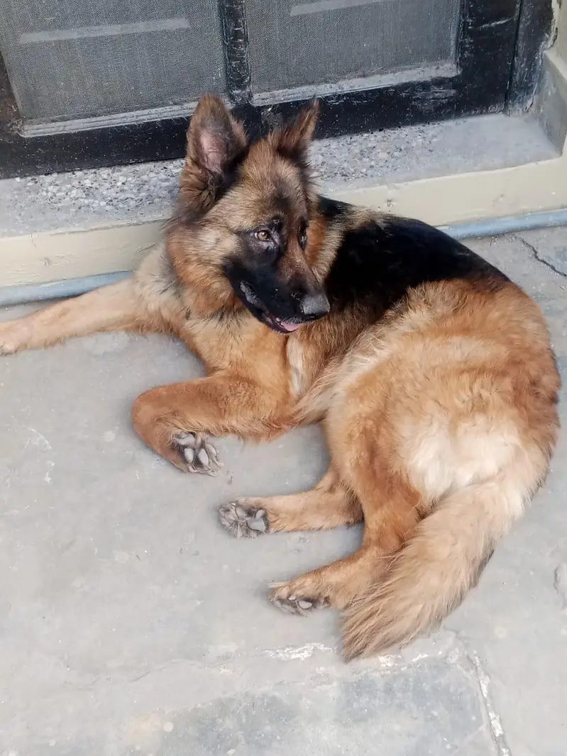 German shepherd long coat Female — photo 6