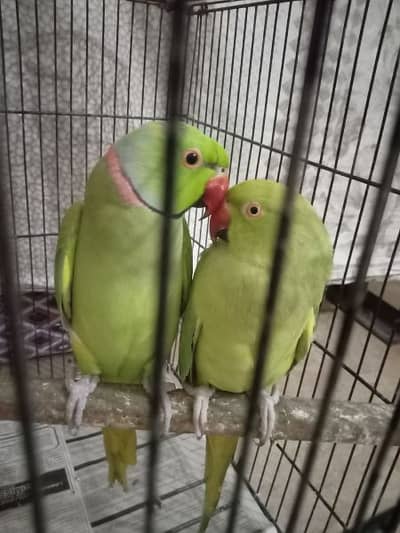 breeder pair