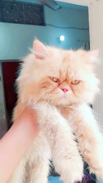 Cat full punch face male