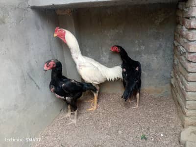 Garman o shamo