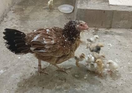 aseel hens and chicks