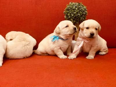LABRADOR pedigree puppies 03151466500