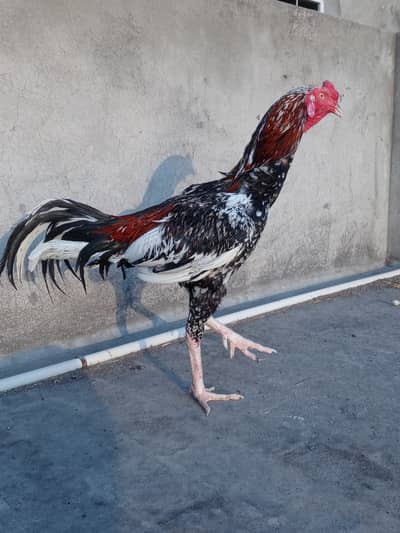 LONG HEIGHT ASEEL
