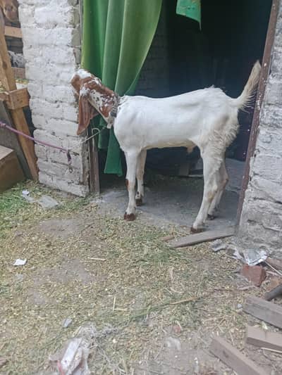1 Bakri 1 mAh gaban . 1 male 1 femail 4 month