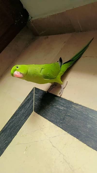 (Katha) Hand Tame Friendly Green Ringneck Pathy Never Bite Jambo Saiz