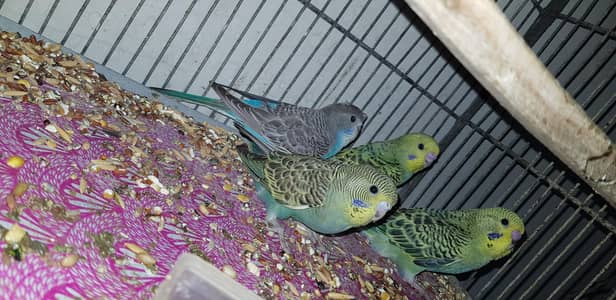 budgies phathy up for sale