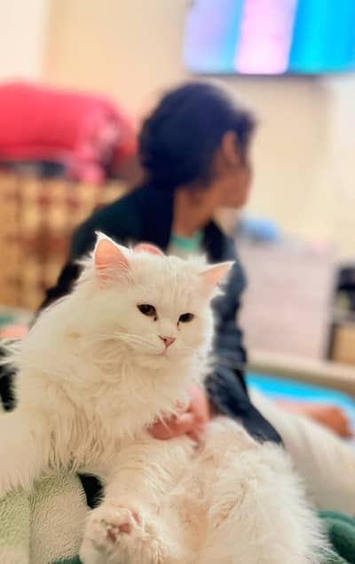 Mano Billi for sale urgent passa cheya