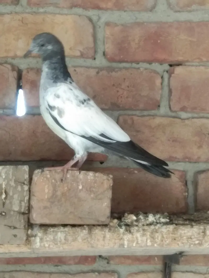 Super Fly Pigeons — photo 2