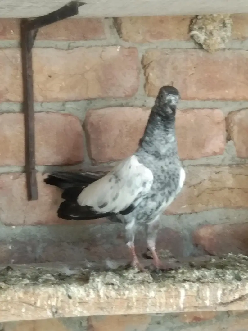 Super Fly Pigeons — photo 3