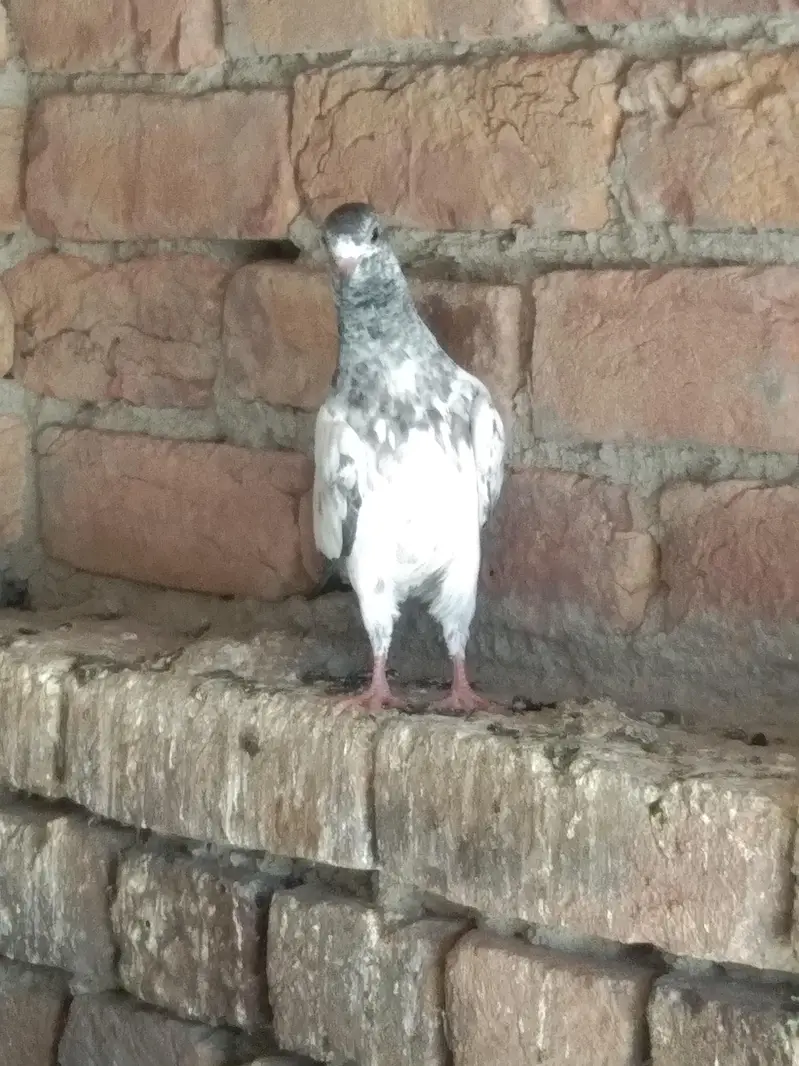 Super Fly Pigeons — photo 4