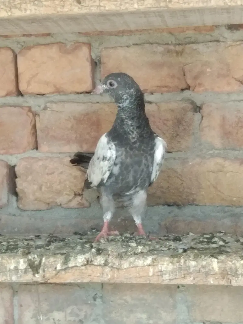 Super Fly Pigeons — photo 5