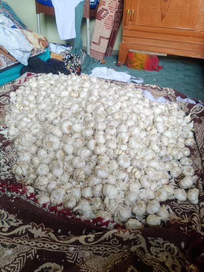Lehsan (garlic)