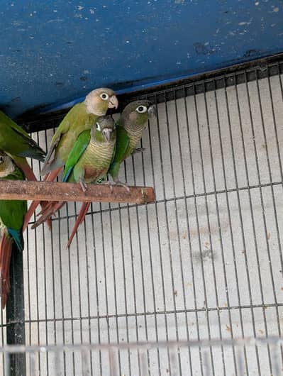 Green Cheek Conure patha