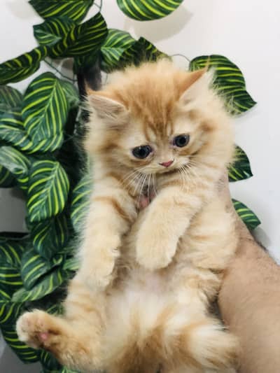 Persian triple coated punched face kitten
