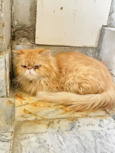 Punch face cat