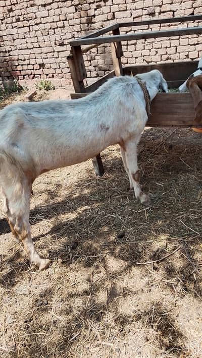 Gaban Bakri