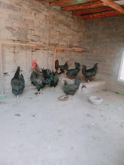 Austrolop hens