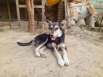 Alsesian dog vaccinated