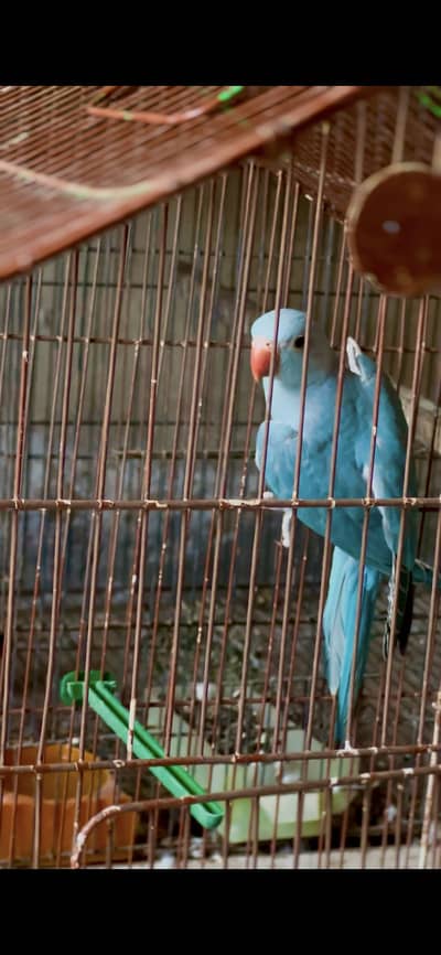 parrot for sale