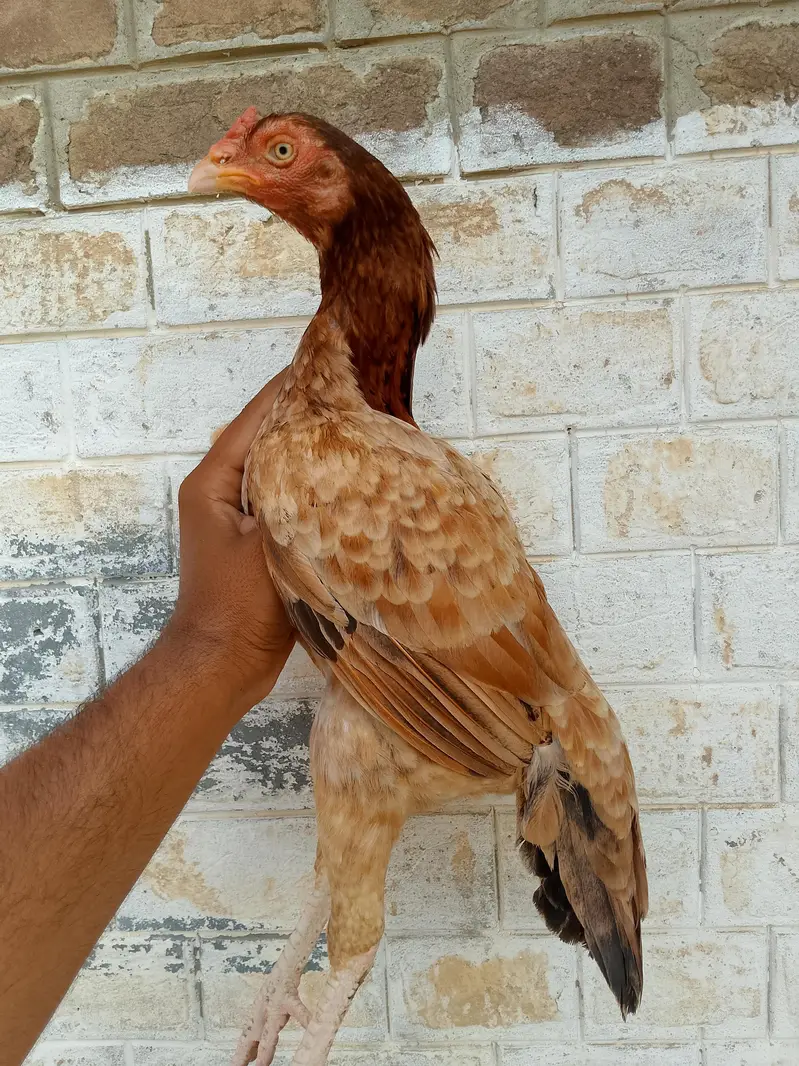 Peeli lakhi maadi available — photo 3