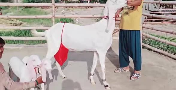 2 Bacchon ka sath Rajanpuri Bakri For Sale / 03228068418
