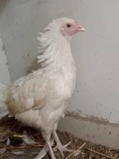 aseel Hera female with chicks