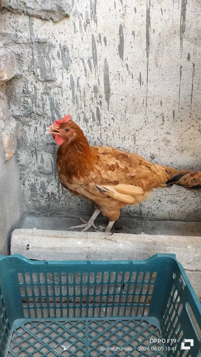 Healthy Golden Misri Pathi (Ready to Lay)