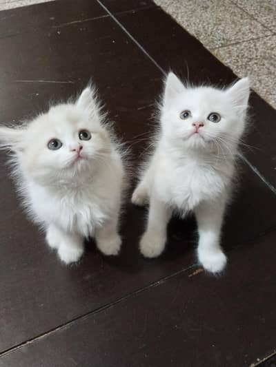 kitten  for sale