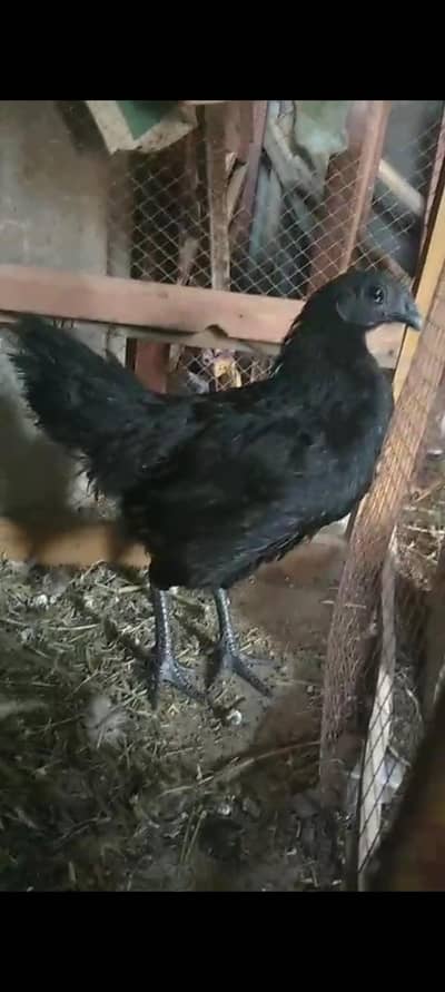 Black Aayam  cemani