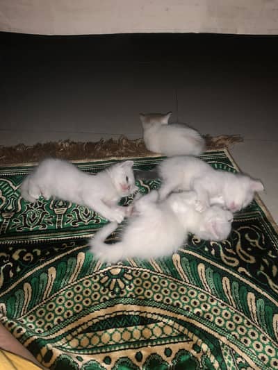 Persian Cat’s kitten for sale