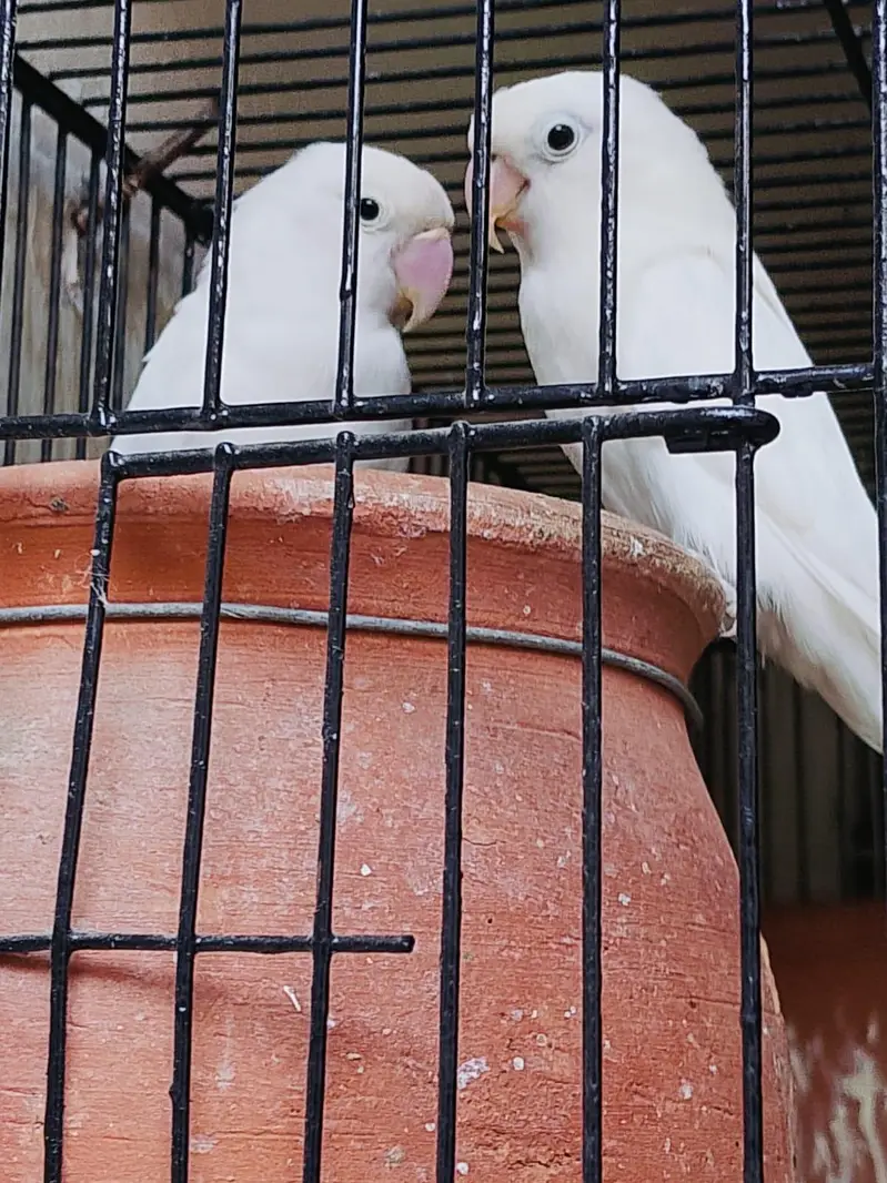 Breeder pair for sale phone number 03099335842
