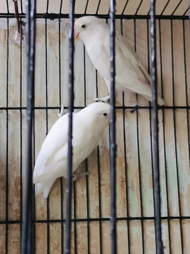 Breeder pair for sale phone number 03099335842 — photo 2