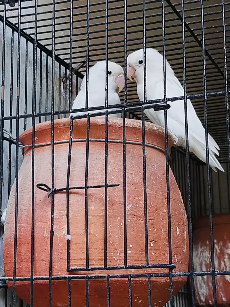 Breeder pair for sale phone number 03099335842 — photo 3