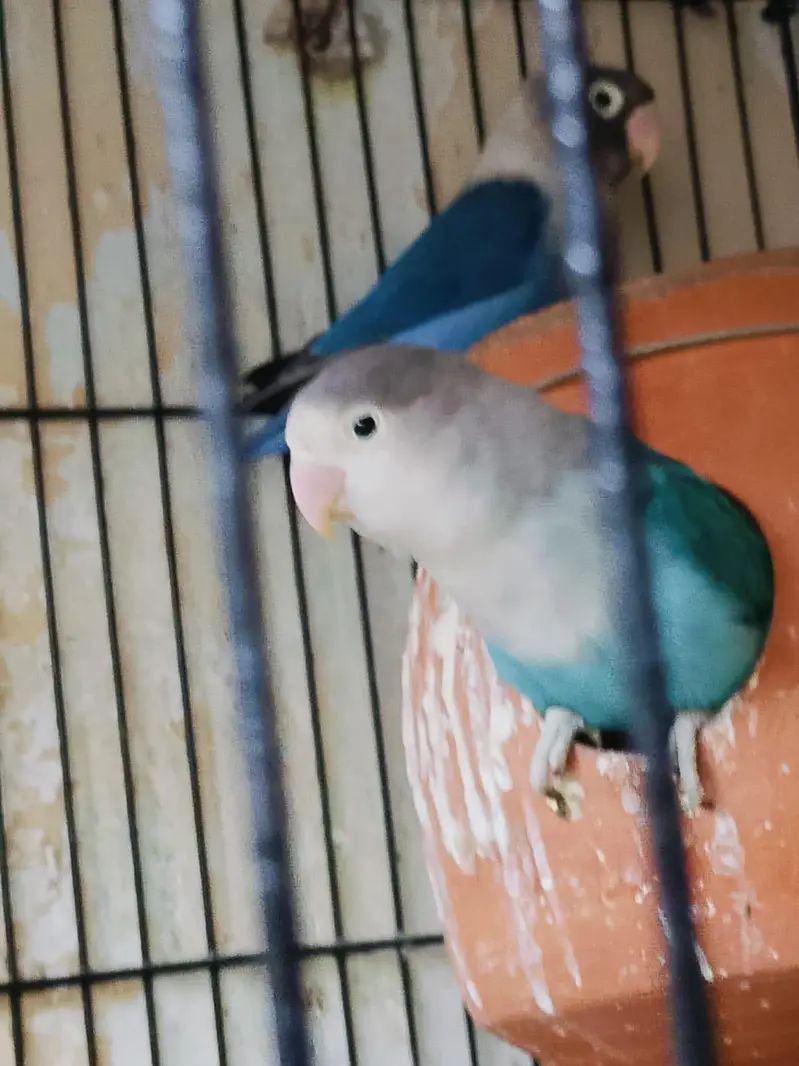 Breeder pair for sale phone number 03099335842 — photo 4