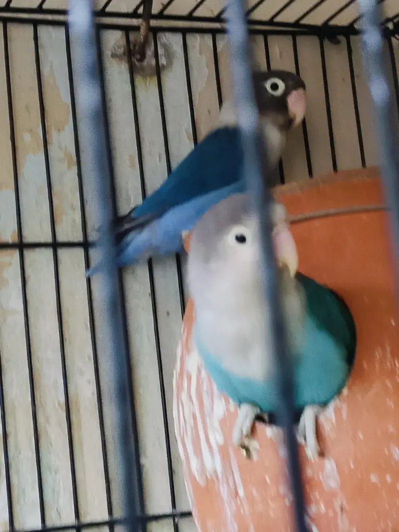 Breeder pair for sale phone number 03099335842 — photo 5