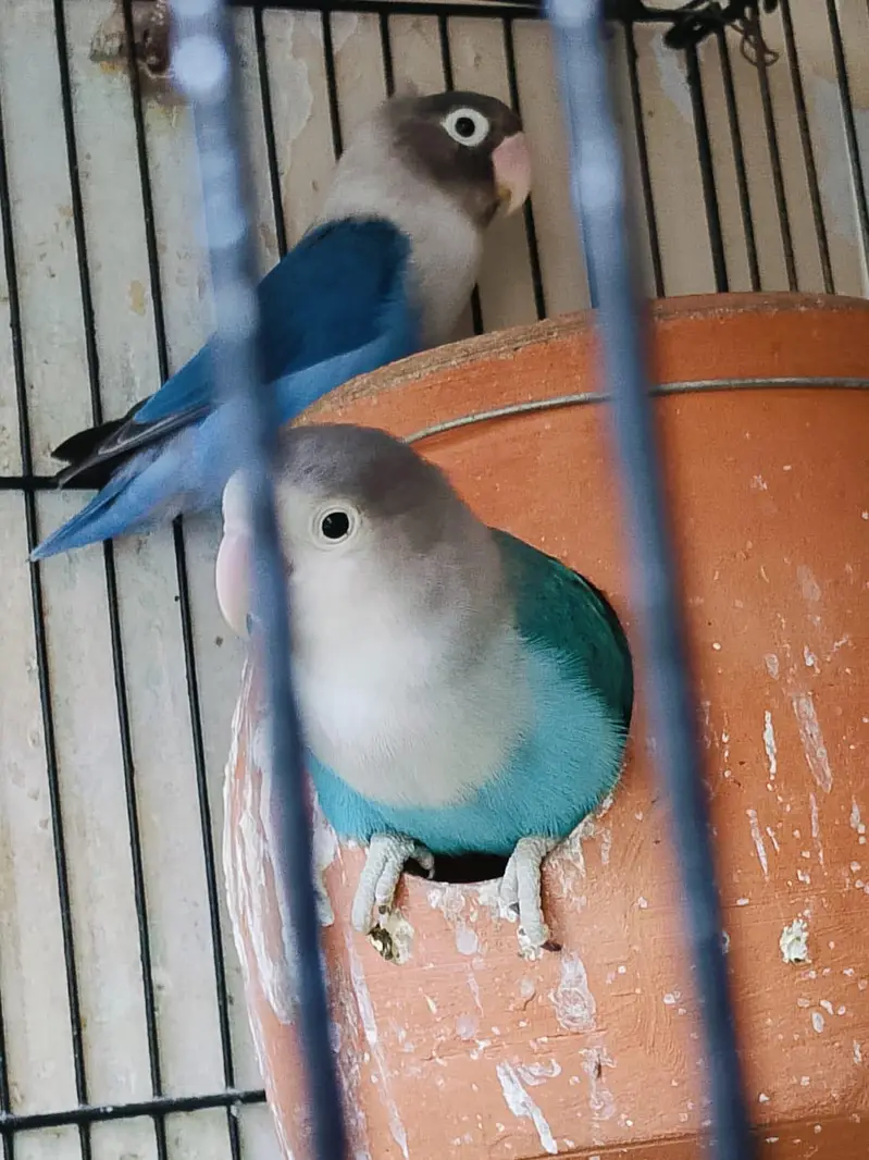 Breeder pair for sale phone number 03099335842 — photo 6