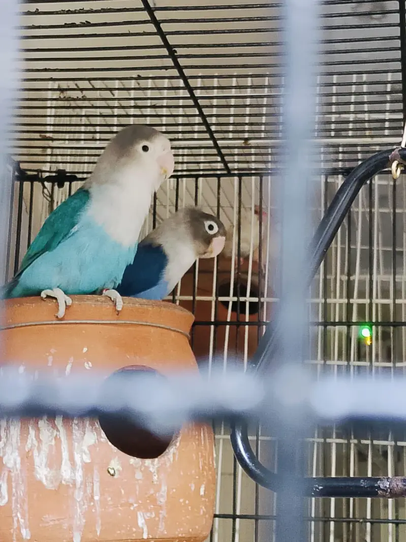 Breeder pair for sale phone number 03099335842 — photo 7