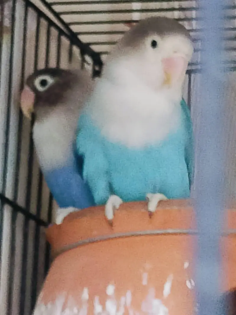 Breeder pair for sale phone number 03099335842 — photo 8