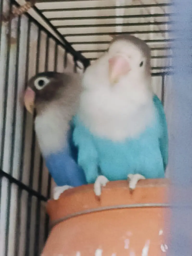 Breeder pair for sale phone number 03099335842 — photo 9