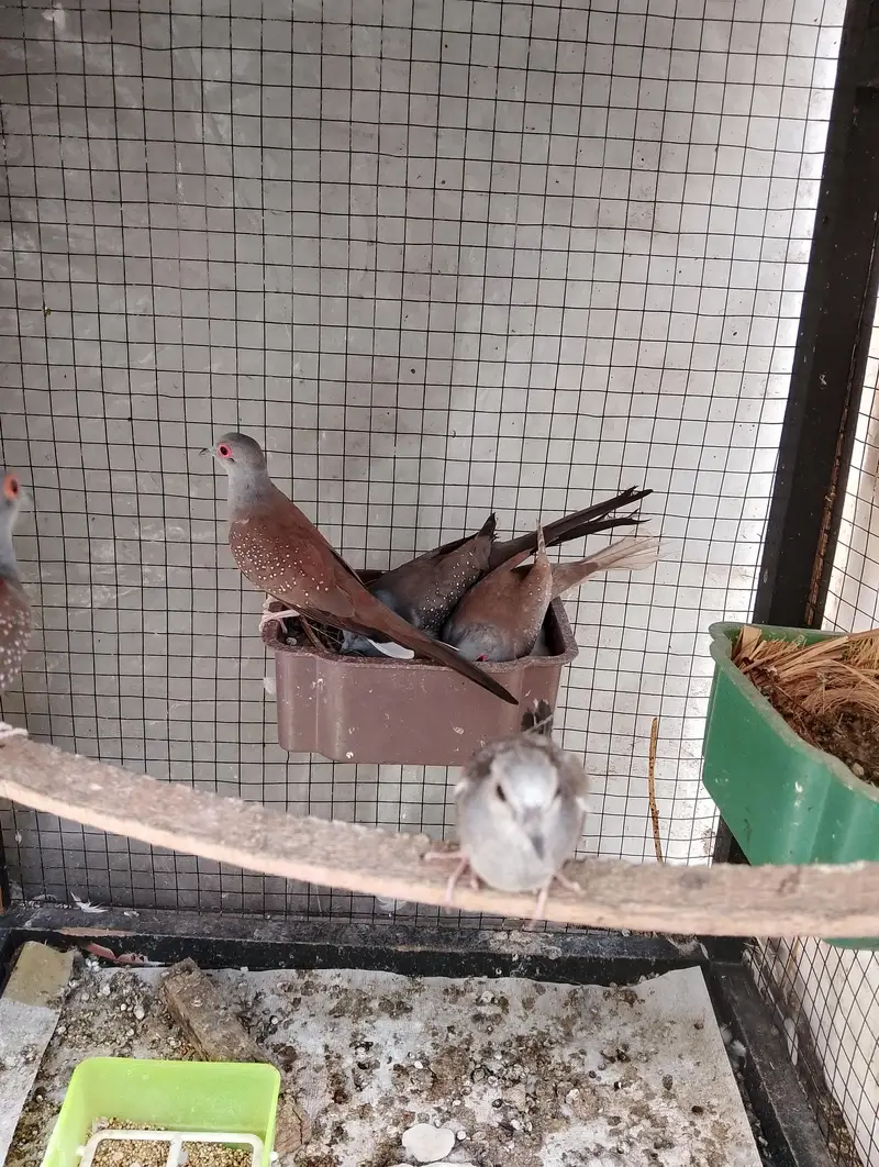 Breeder pair for sale phone number 03099335842 — photo 10