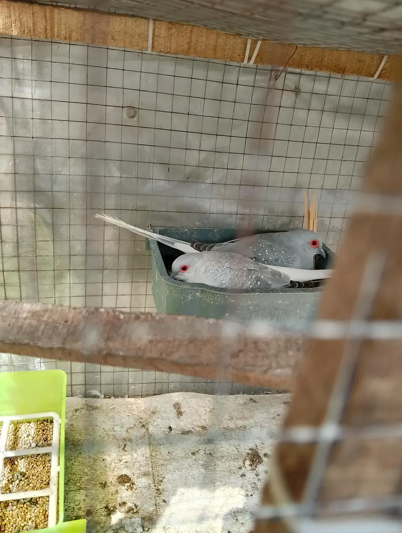 Breeder pair for sale phone number 03099335842 — photo 11