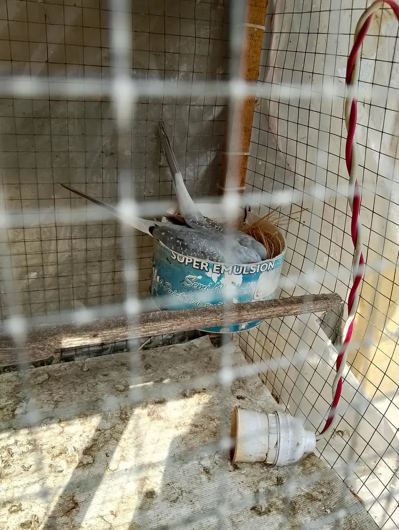 Breeder pair for sale phone number 03099335842 — photo 12