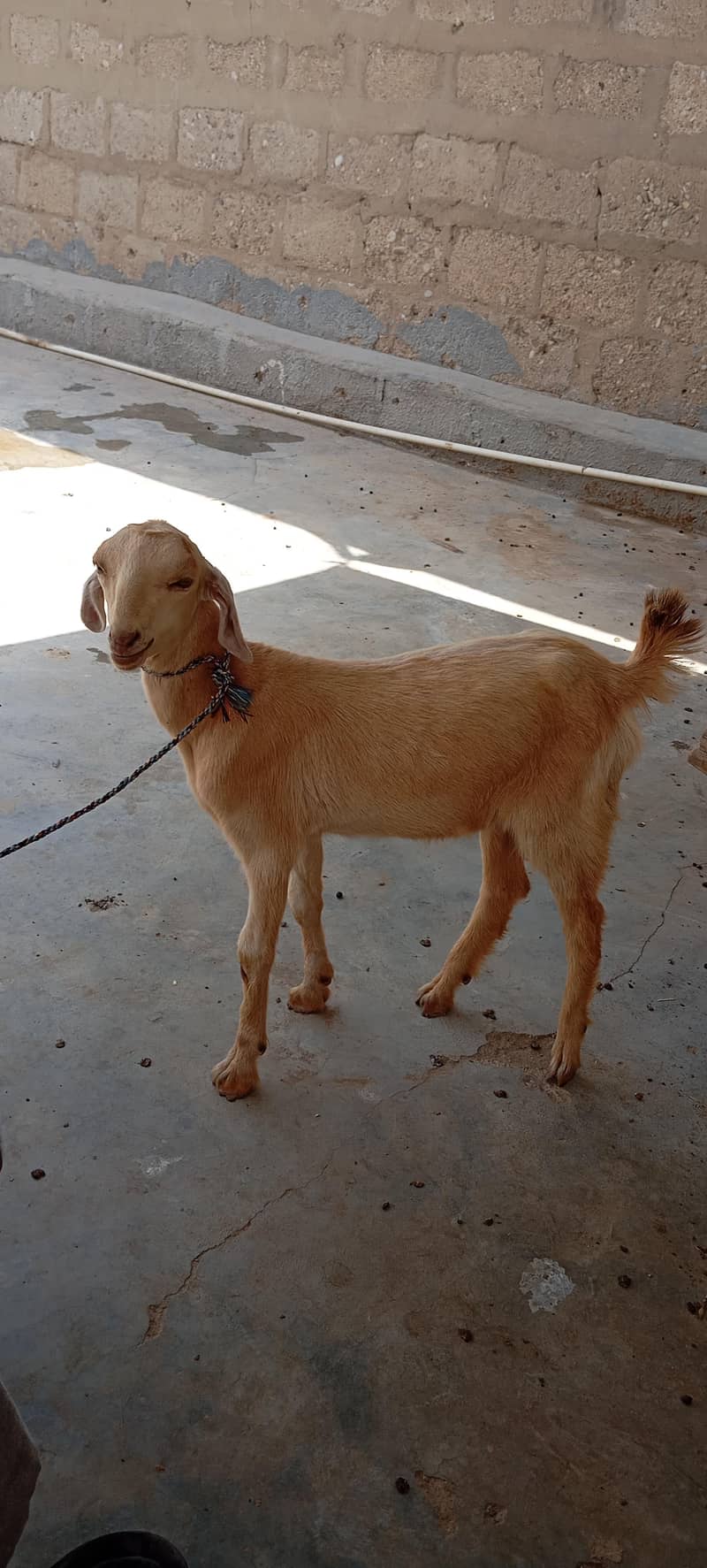 Bakra 0