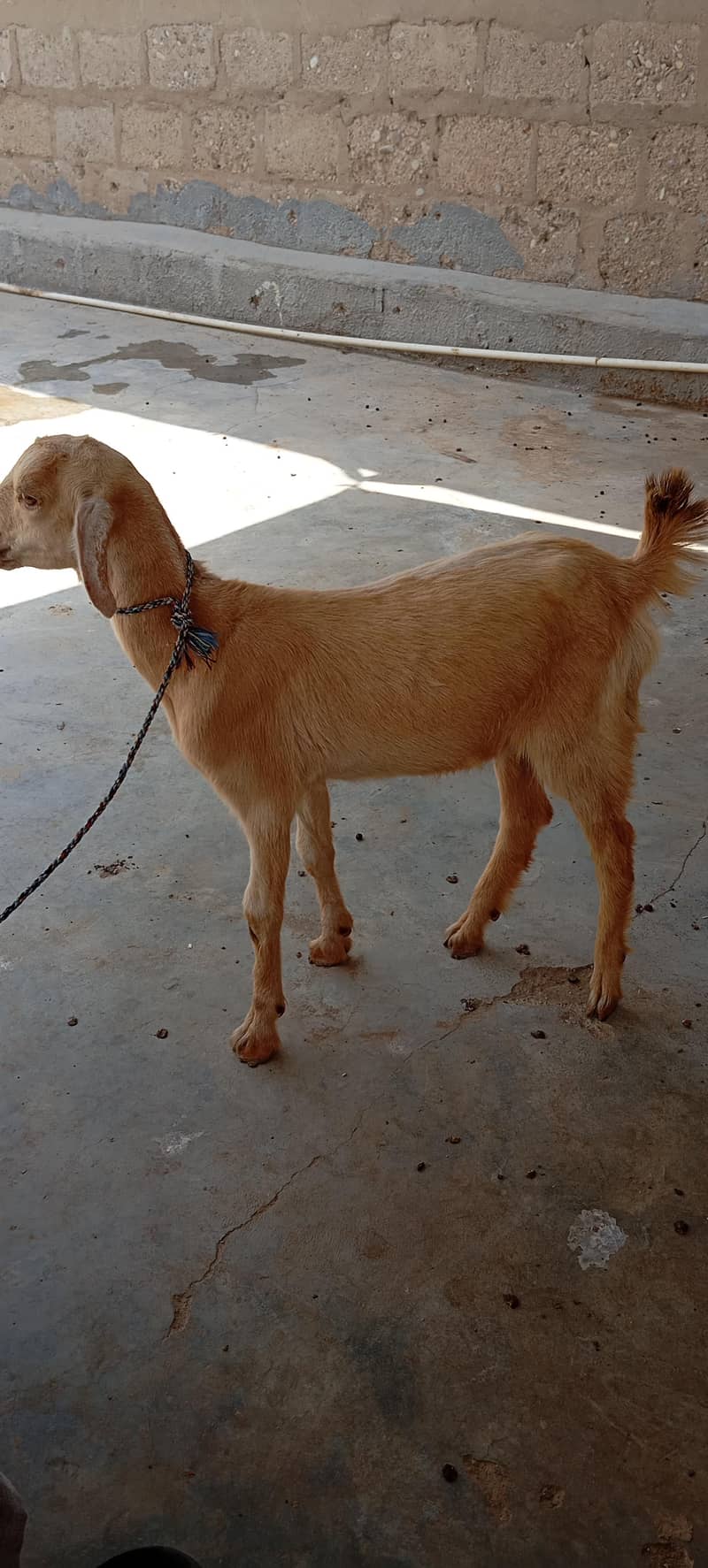 Bakra 1