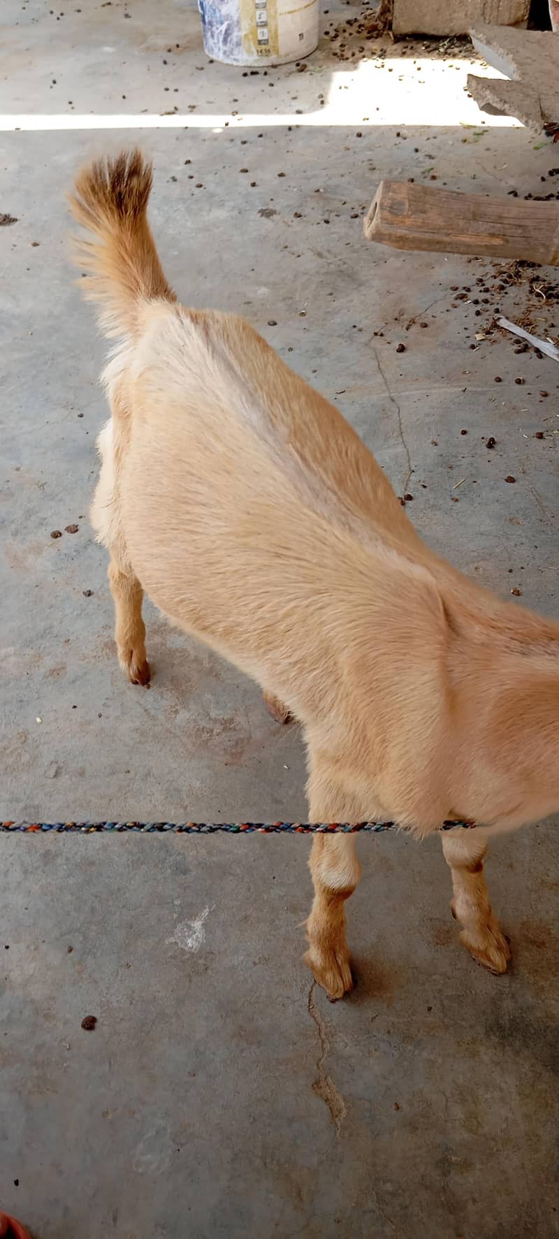 Bakra 2