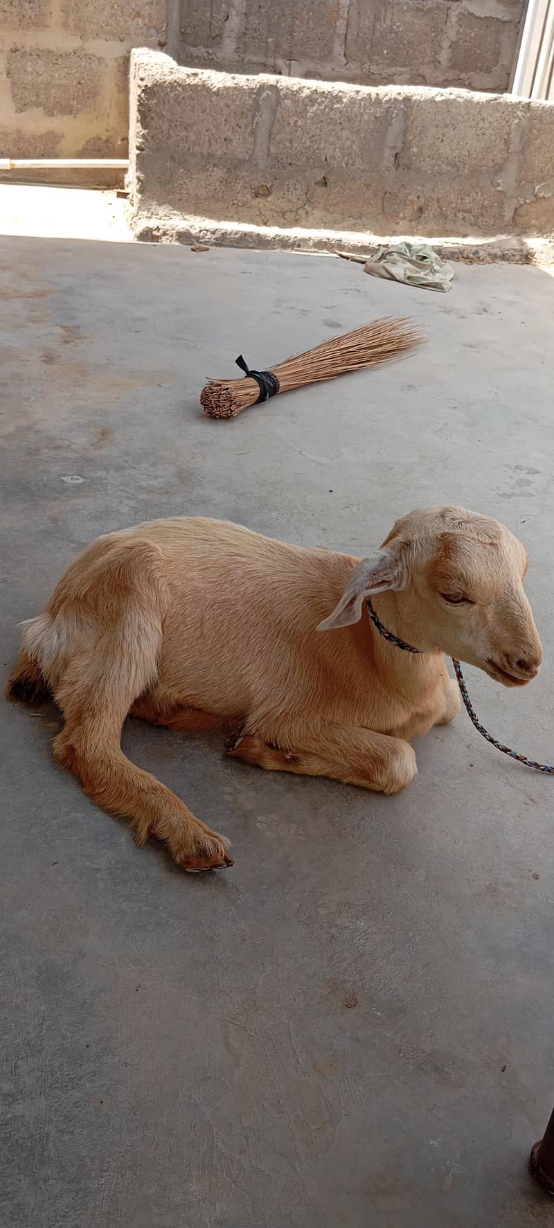 Bakra 3