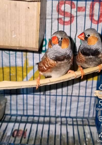 Mujy zebra finch k breeder pairs chaye ksi bhai ne sale karny ha btay