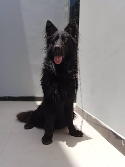 Black German Shephed