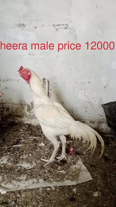 aseel breed